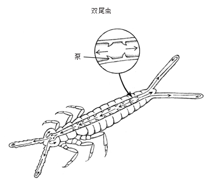 从昆虫到长颈鹿:平衡重力和氧气的艺术|循环|长颈鹿|昆虫_新浪新闻