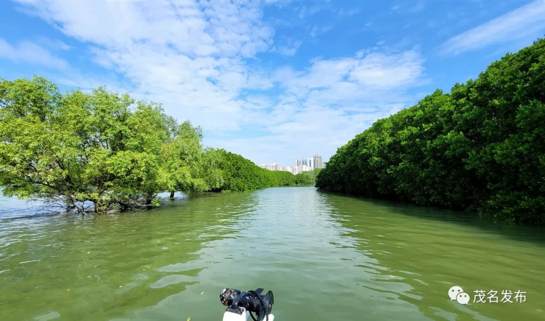 快来感受!水东湾红树林上的鸟"乐园"