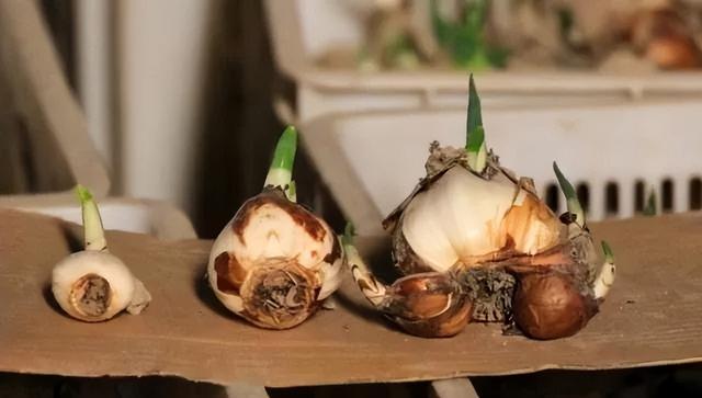 1月开始 泡水仙花 4个小妙招 让叶片根根挺立 花朵大又多 水仙 小妙招 新浪新闻