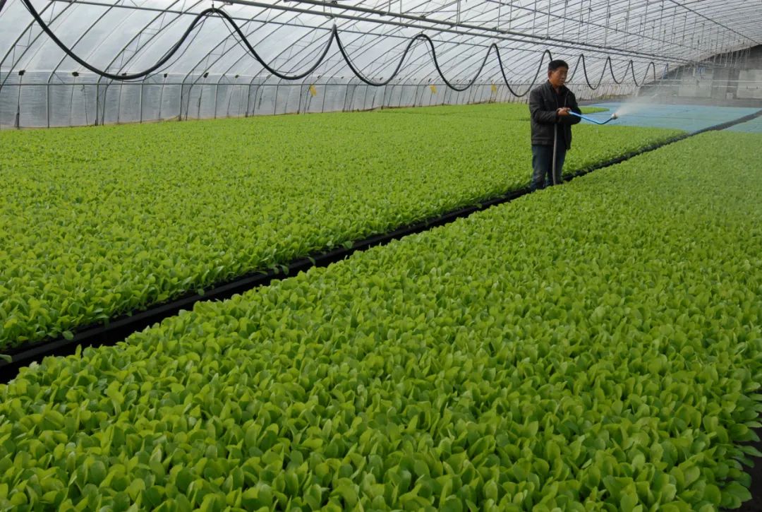 山东省青岛市即墨区移风店镇一蔬菜基地的农民在大棚内为蔬菜秧苗浇水