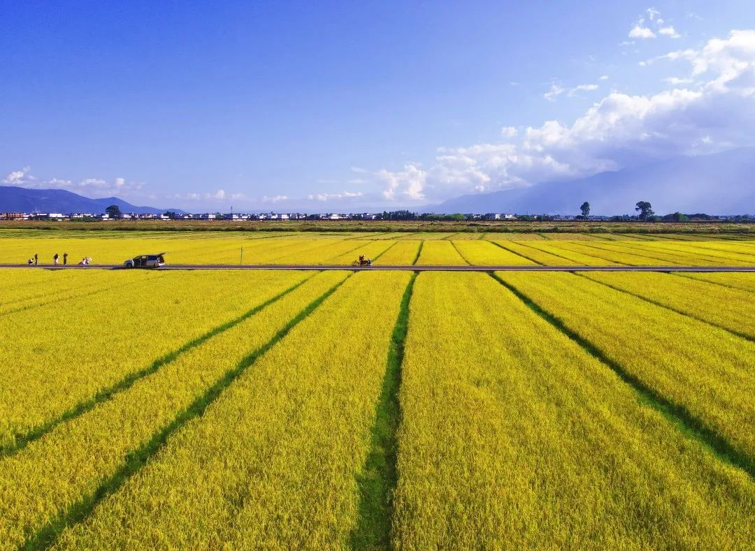 大理喜洲,金黄的稻田.黄兴能摄