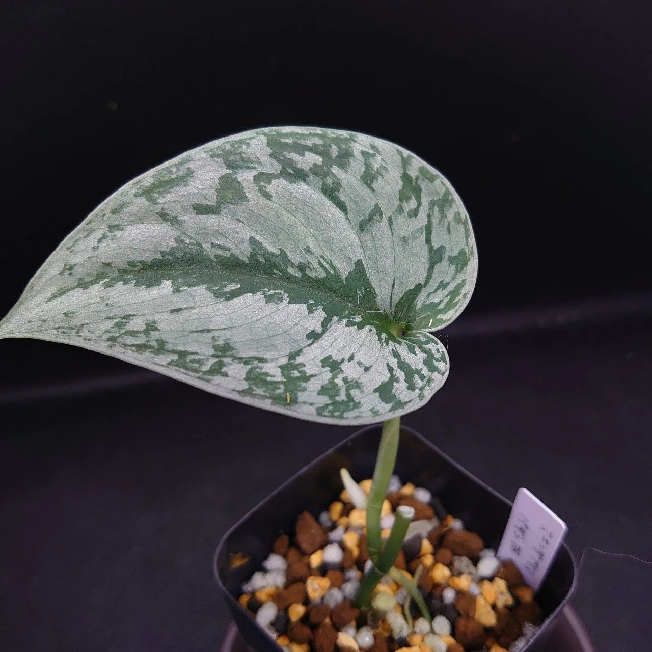 与众不同的银星绿萝,叶面长满银斑的耐阴观叶植物|绿萝|银星|叶面