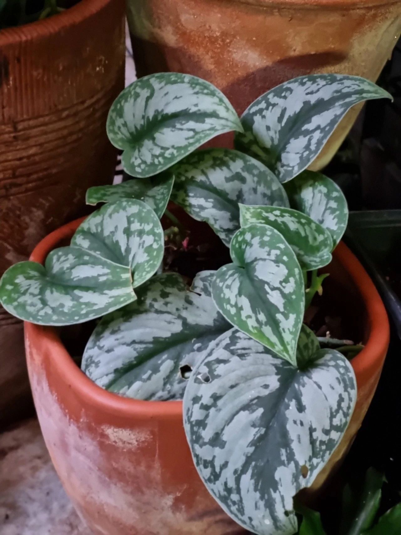 与众不同的银星绿萝,叶面长满银斑的耐阴观叶植物|绿萝|银星|叶面