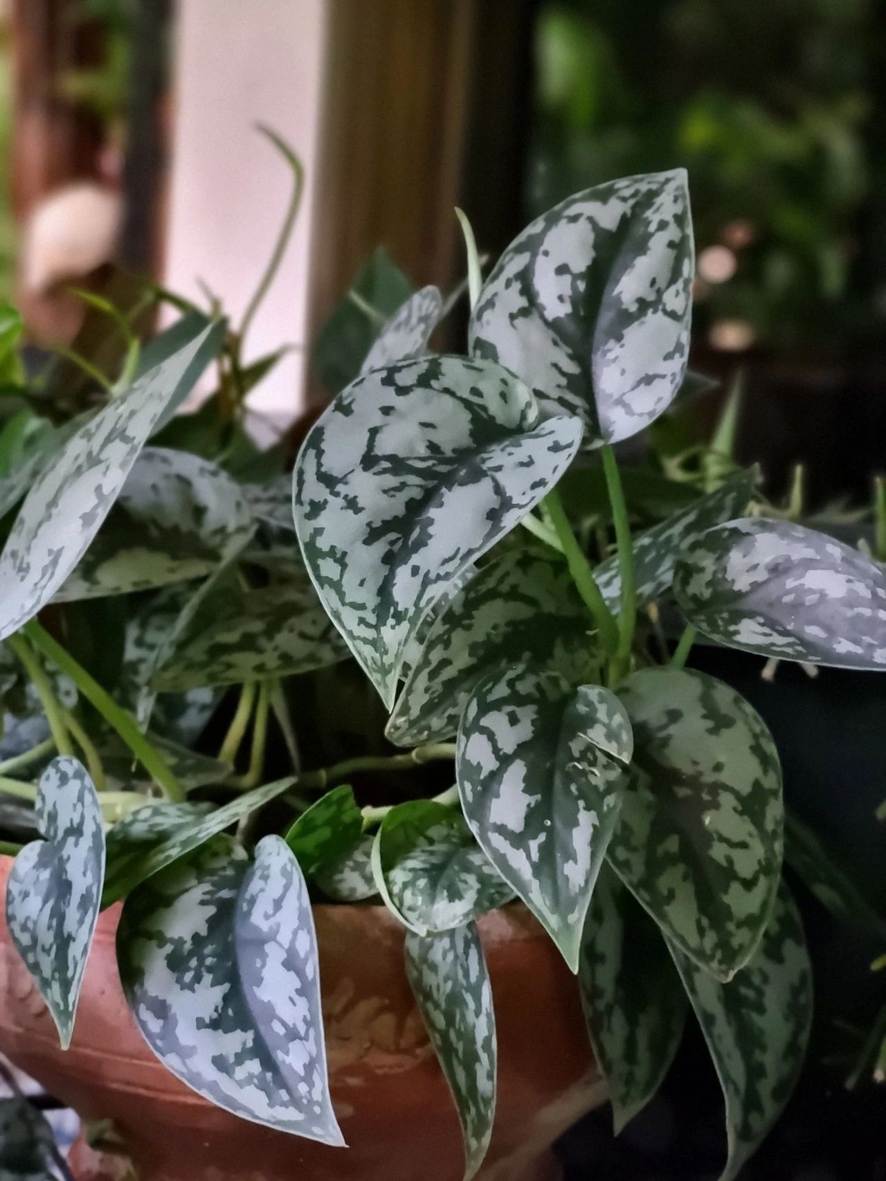 与众不同的银星绿萝,叶面长满银斑的耐阴观叶植物|绿萝|银星|叶面
