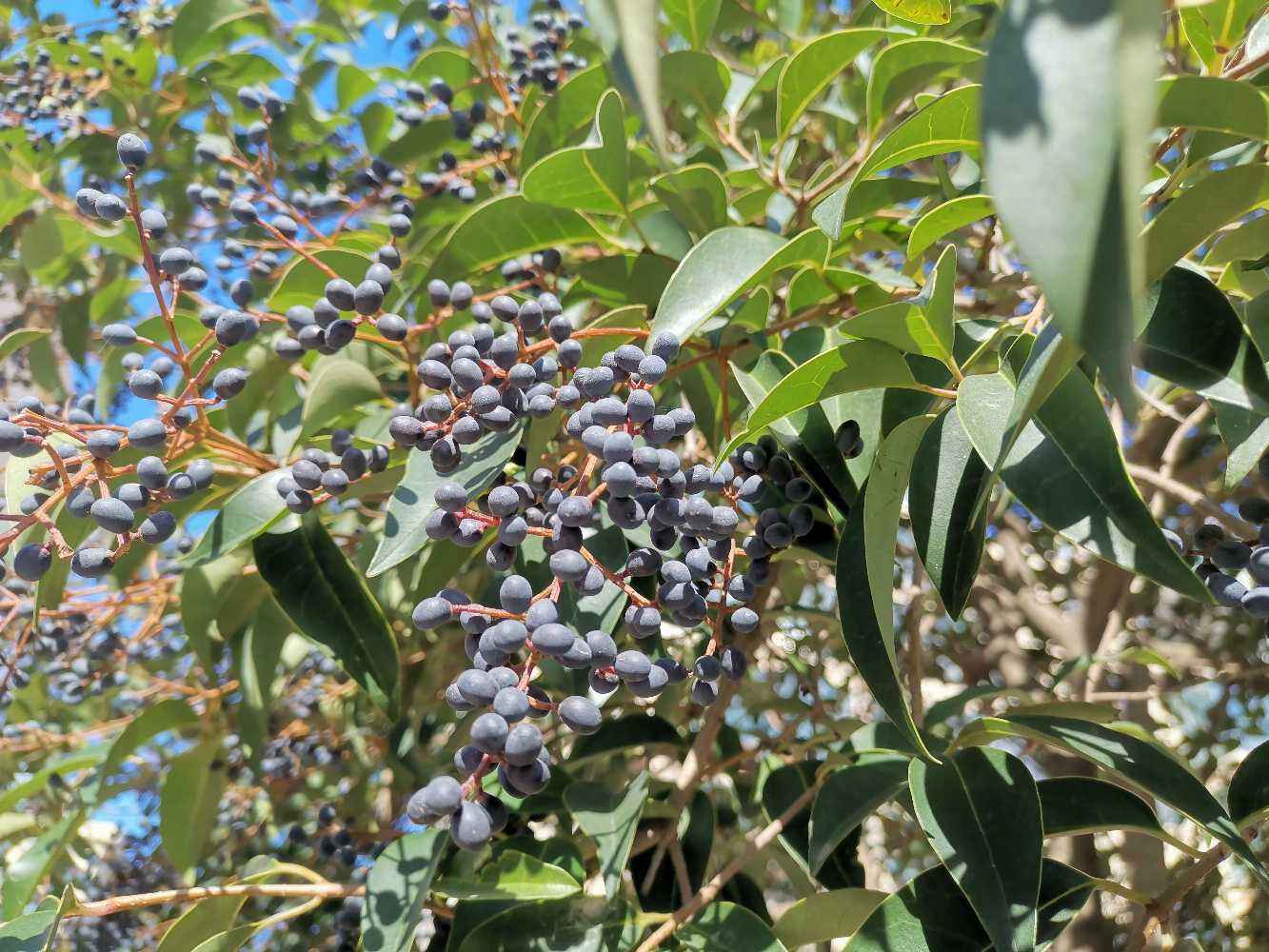 女贞子树图片(女贞子树图片大全大图) - 123生活百科