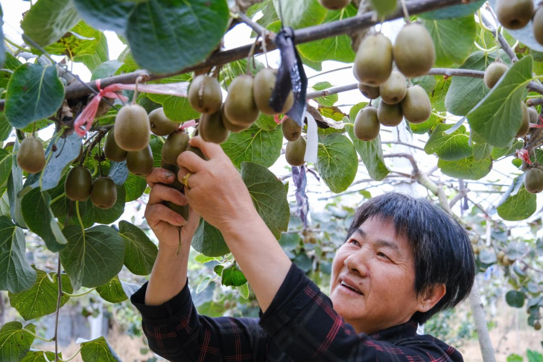 浙江省绍兴市上虞区丰惠镇丰南村果农在采摘红心猕猴桃.