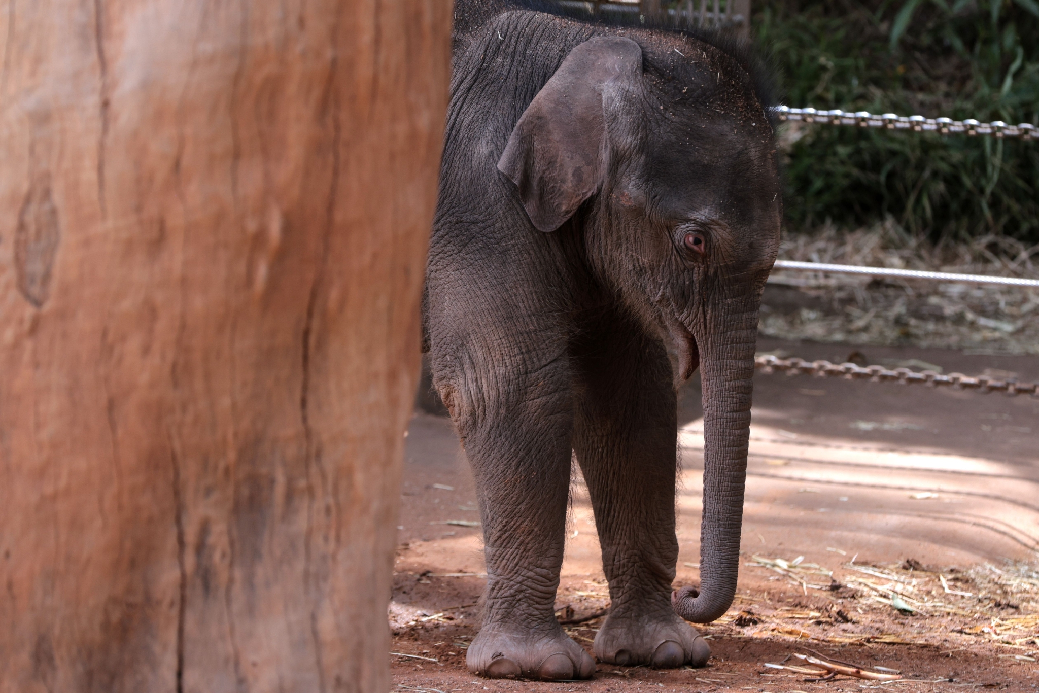 墨尔本动物园的小象|大象_新浪新闻