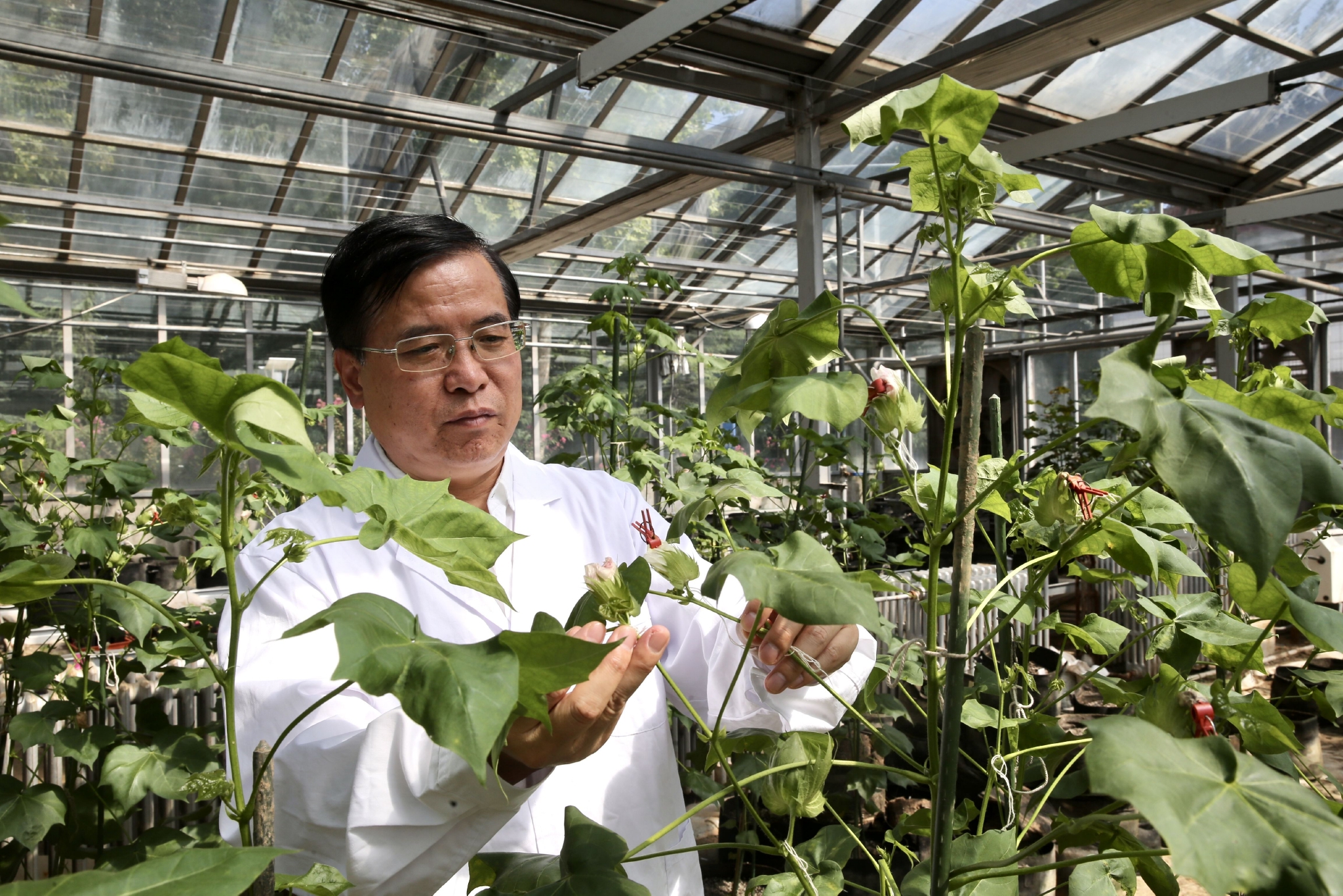 中国农科院棉花研究所棉花分子遗传改良创新团队负责人李付广在温室