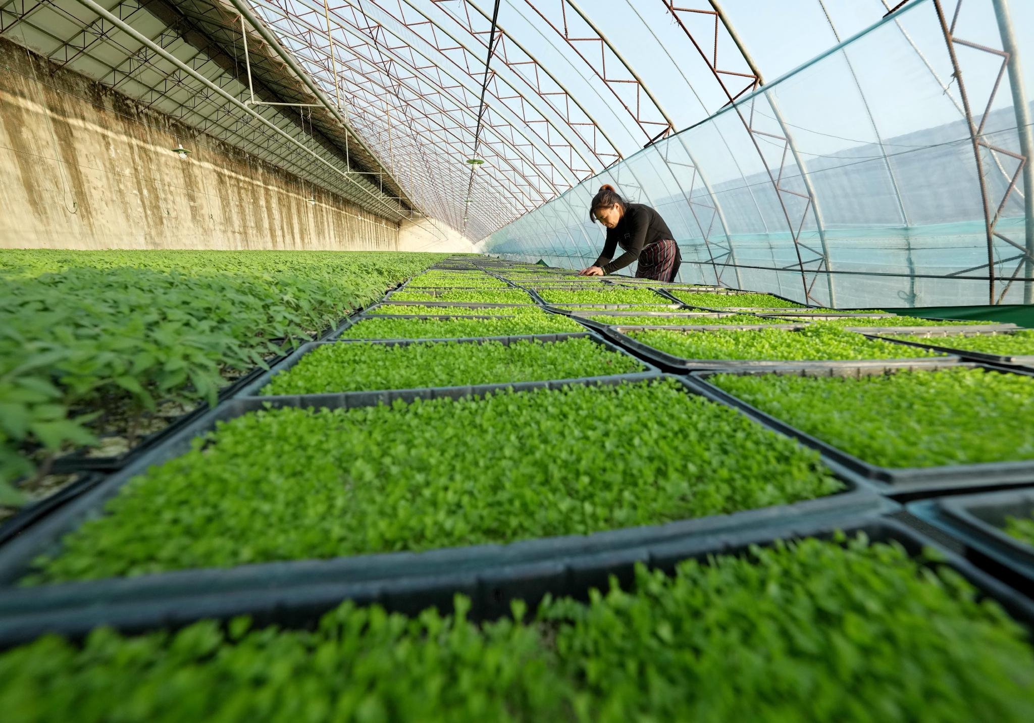 1月10日,河北省唐山市丰南区大新庄镇一家育苗基地的工人在管护西红柿