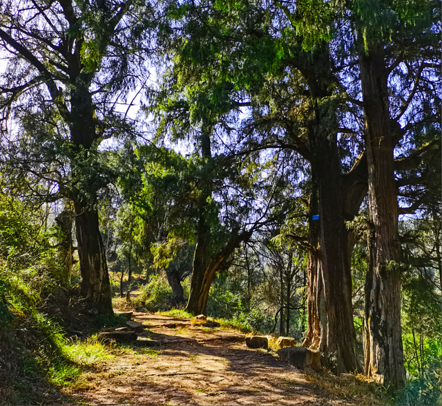 剑阁石洞沟皇柏古道韵深溢香|石洞|剑阁|古道_新浪新闻