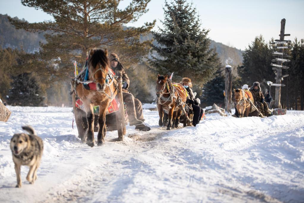 在漠河市北极村,游客乘坐马拉爬犁.新华社记者张涛 摄