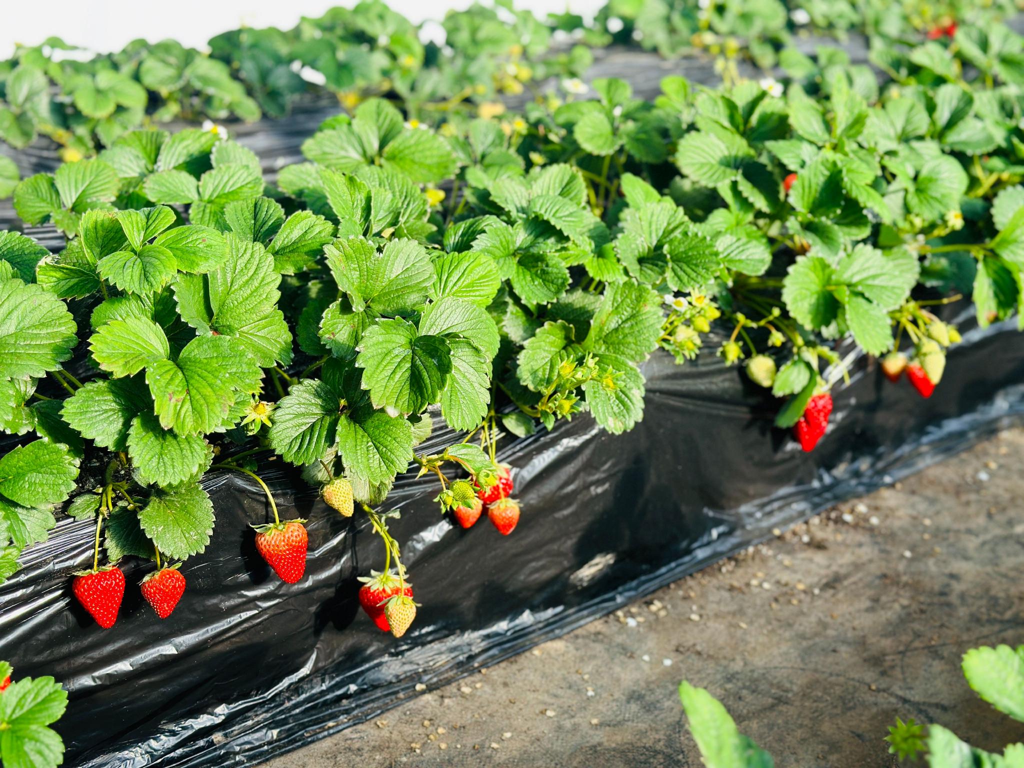 5个大棚只用3个农工,平谷这个草莓大棚农活靠"自理"|博士_新浪财经