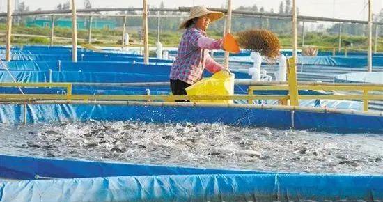80天上市,效益提高20倍!智慧养鱼,实现池塘养殖升级换代!|广东省_新浪新闻