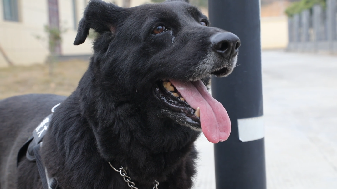 警犬金刚的最后一个春运