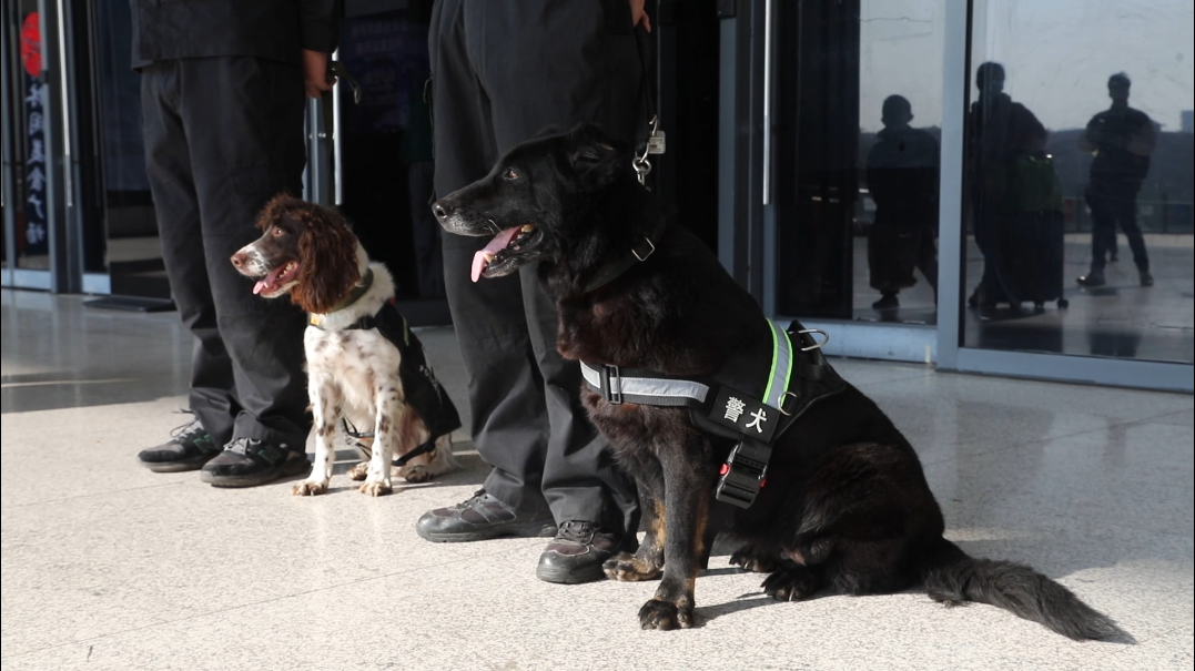 民警刘荣光来到警犬队,轻轻抚摸着金刚,为它梳理毛发,佩戴牵引绳,穿上
