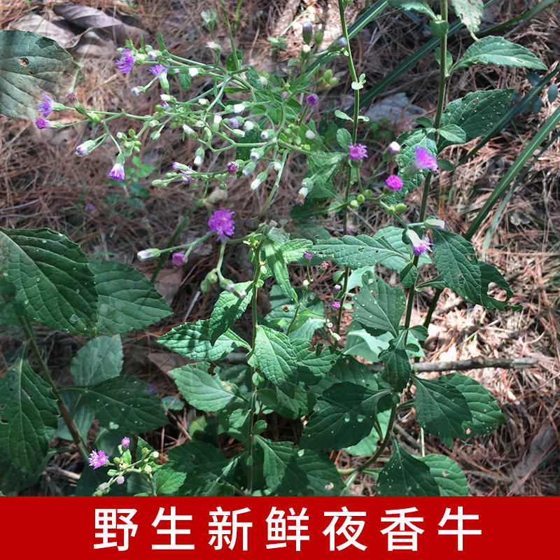 1种奇特植物夜香牛,号称毒蛇克星,全株药用价值好,认识不吃亏|伤寒|香