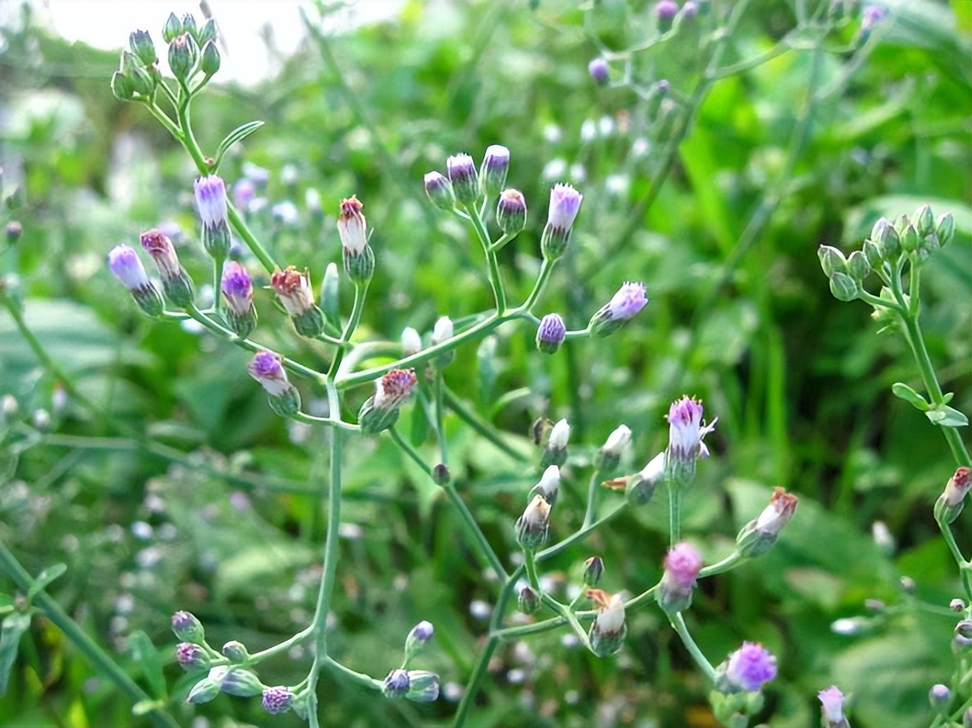 1种奇特植物夜香牛,号称毒蛇克星,全株药用价值好,认识不吃亏|伤寒|香