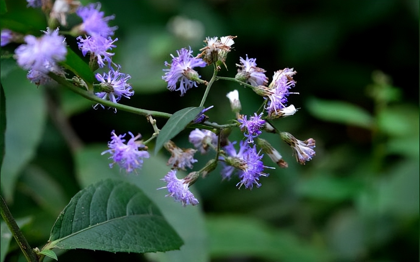 1种奇特植物夜香牛,号称毒蛇克星,全株药用价值好,认识不吃亏|伤寒|香