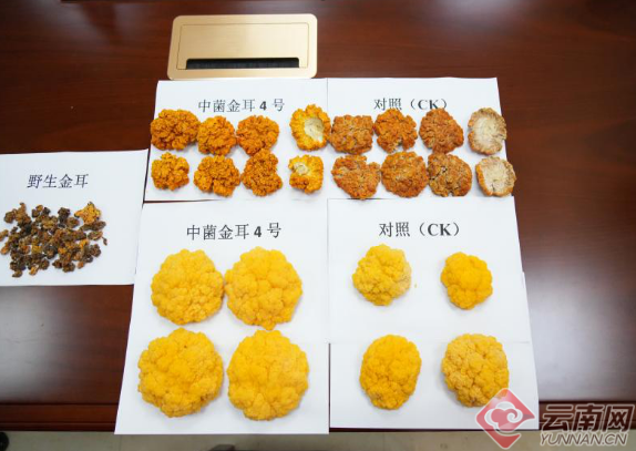 牙机怎么组早fun丨“12月电费超高！” 昆明供电部门回应……_https://www.jmylbn.com_新闻资讯_第5张