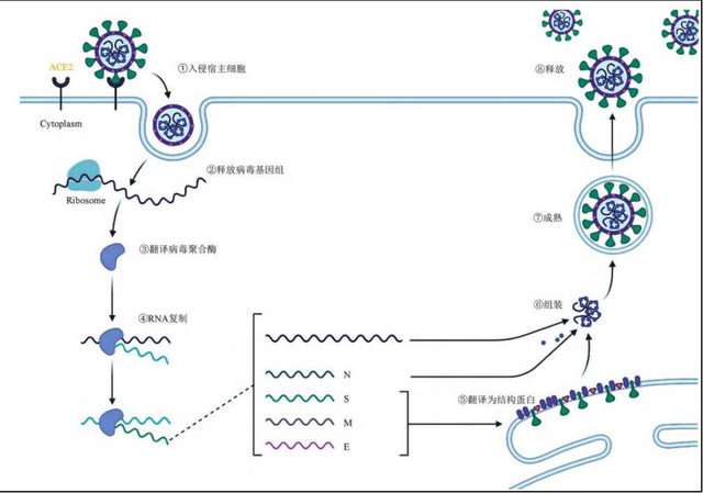 盘点国内在研新冠小分子药管线药物研发如何才能跑赢病毒