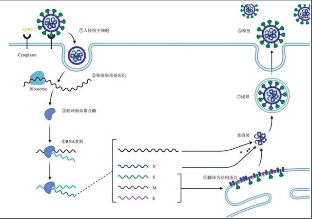 新冠病毒繁殖过程图片