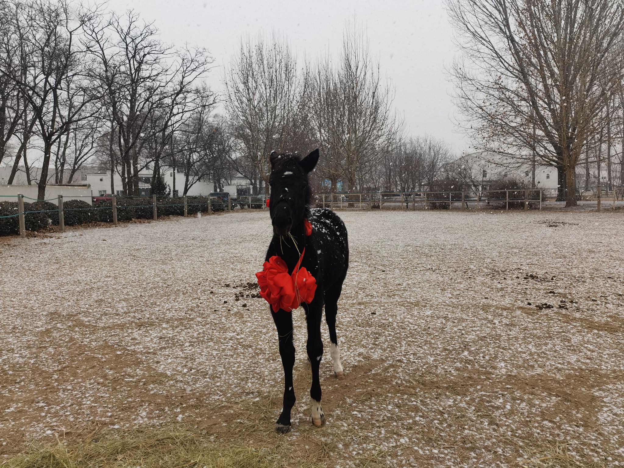 中国首匹登记克隆温血马半岁了|克隆_新浪财经_新浪网