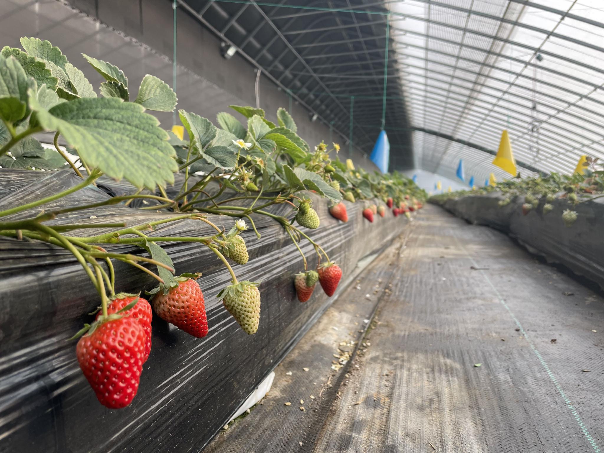 农业中关村"博士农场"的草莓进入了丰果期.新京报记者 沙雪良 摄