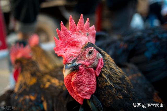 “鸡瘟”鸡冠子若呈青紫色就很明显缺氧,若拍鸡肺CT片就是大白肺|感染_新浪新闻