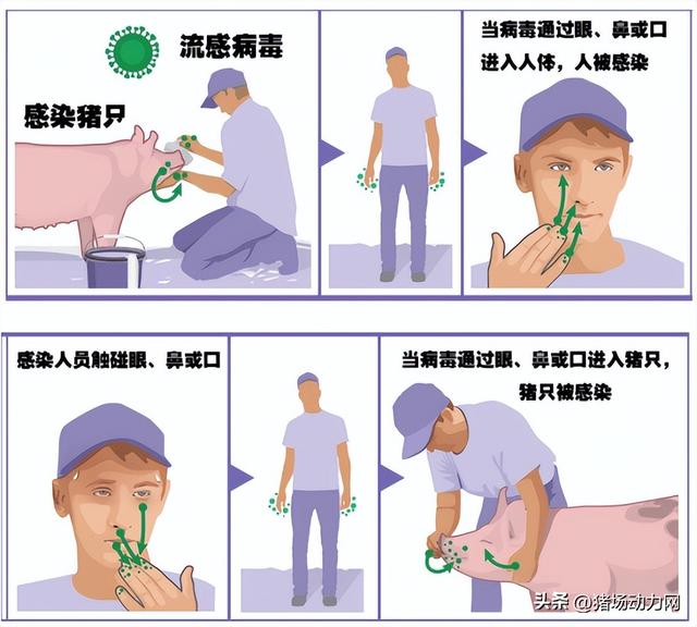高度关注！猪流感已造成俄罗斯物流瘫痪，对我国将产生哪些影响？__财经头条