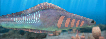 穿越寒武纪没有上巴和下巴的昆明鱼