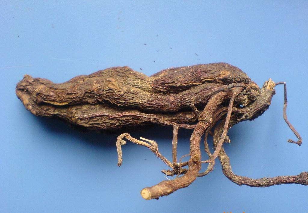 与人参、灵芝、冬虫夏草并列四大仙草之一的何首乌,你认识吗?__财经头条