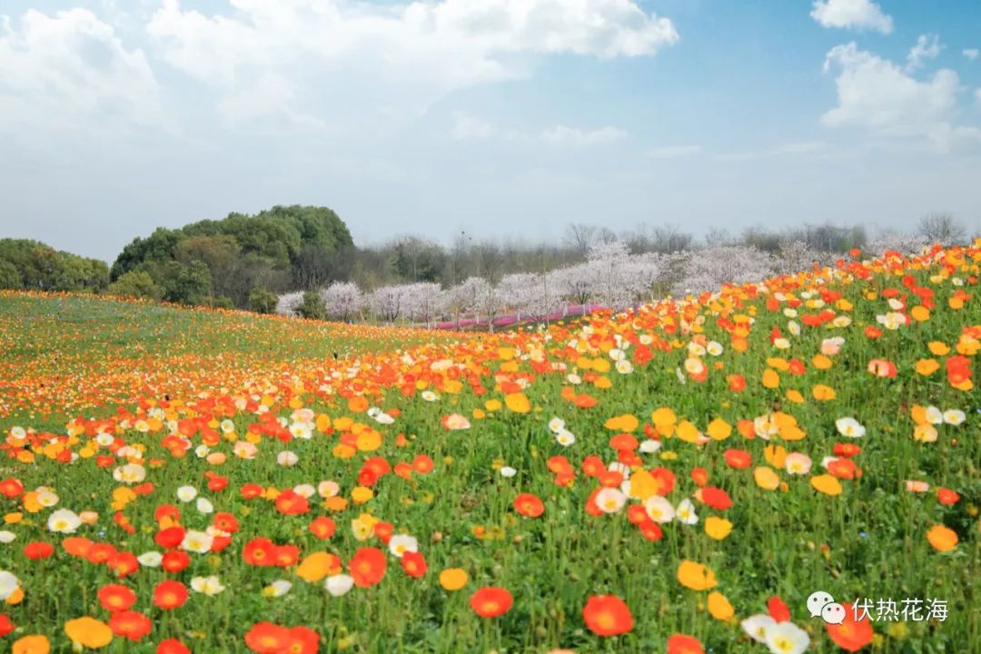 (攝於2020年3月中旬-4月)粉蝶花(三月下旬至四月下旬)▲ 伏熱花海粉蝶