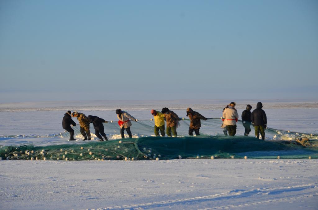 渔业工人们在达里湖进行冬捕.(蒙志刚摄)