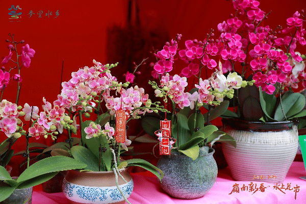 花市打造粉色的童话世界，少女心爆棚。