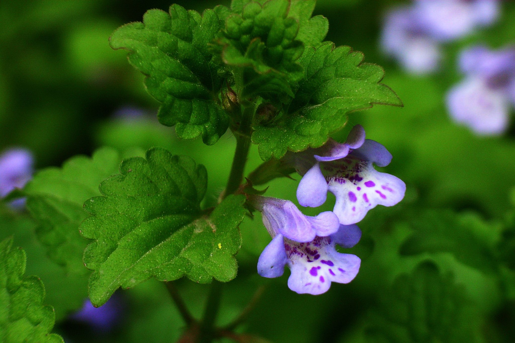 农村这种活血丹号称结实的克星,遍地香,地钱儿,钹儿草,铜钱草|活血丹