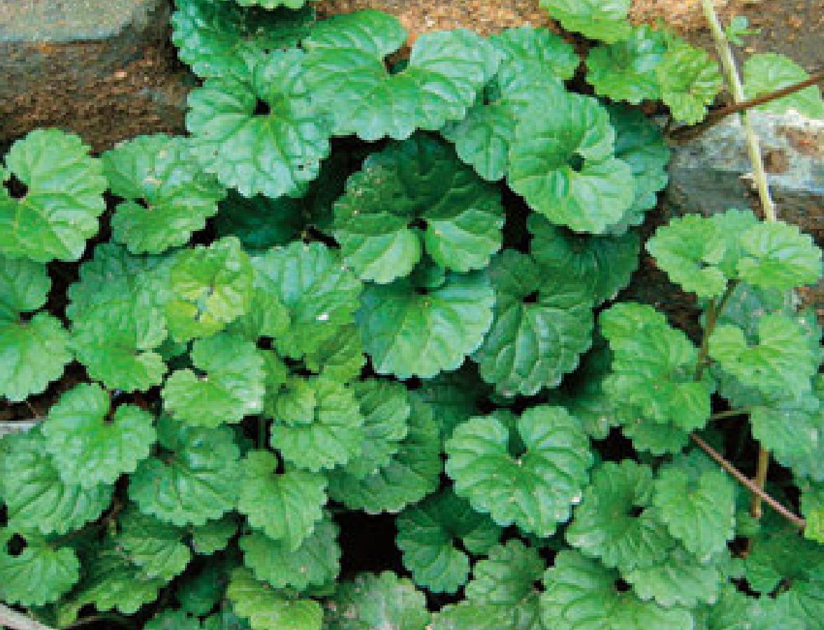 农村这种活血丹号称结实的克星,遍地香,地钱儿,钹儿草,铜钱草|活血丹