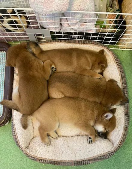 狗子挤在一起睡觉它们这体型太紧凑了