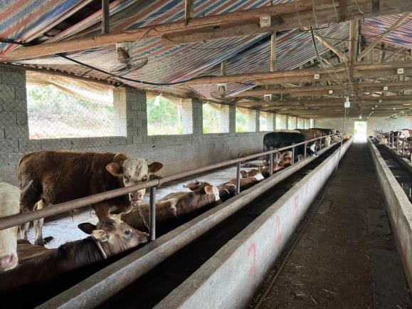 永丰县沿陂镇彭溪村养牛大户艾永庆牛棚