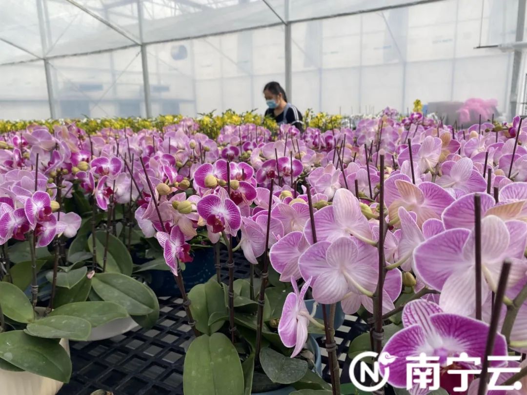 新春走基层 | “两朵花”带来“三个好”!南宁这个镇的年花引客来