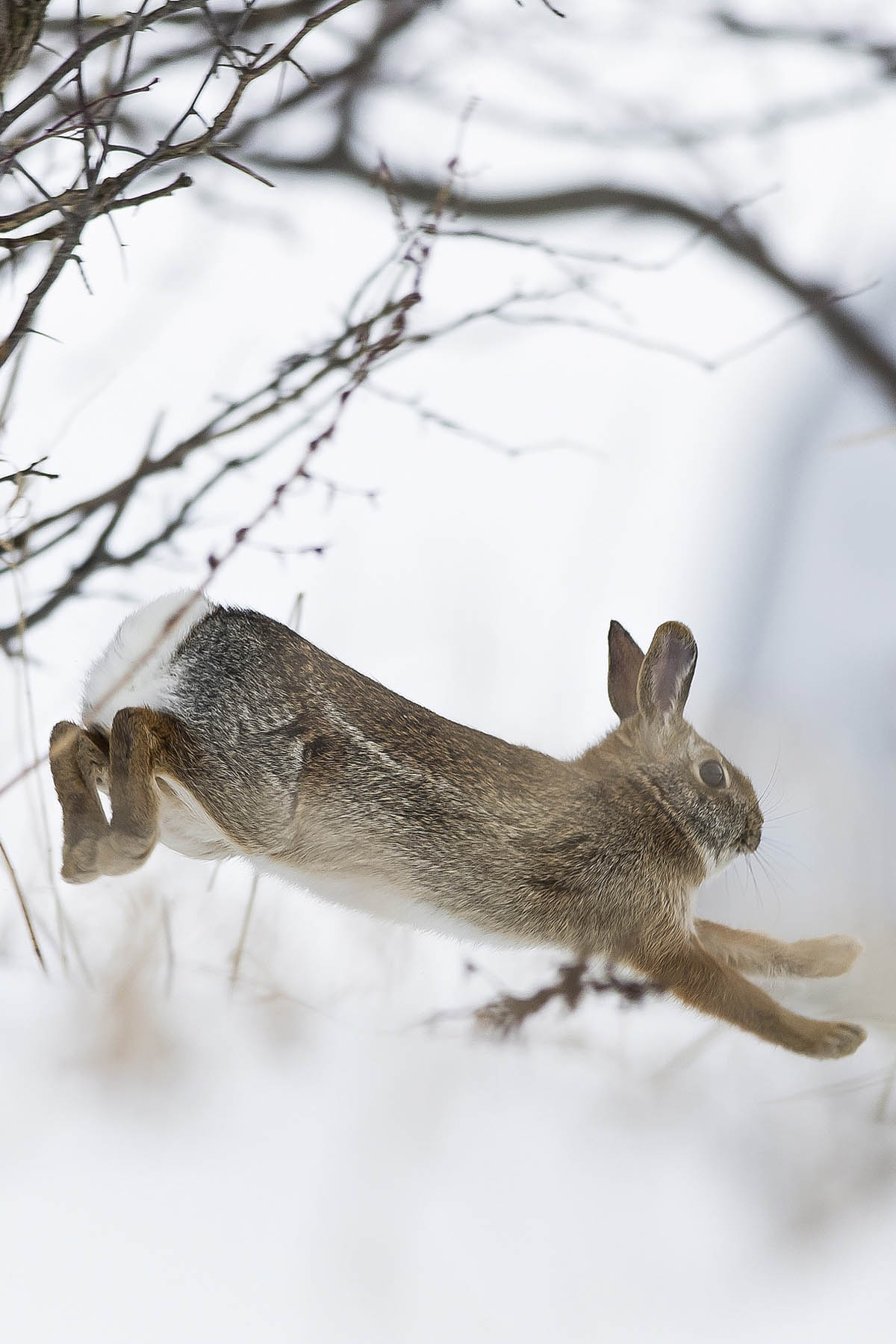 屏保限定|新年将至,福兔迎春|英国_新浪财经_新浪网