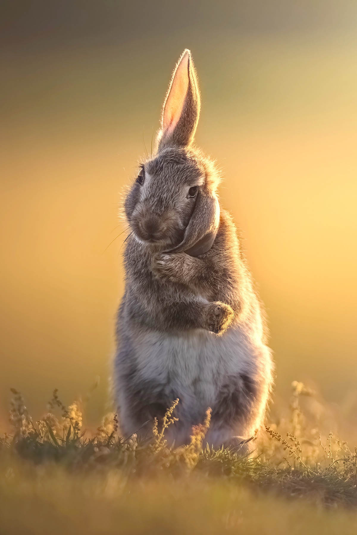 屏保限定|新年将至,福兔迎春