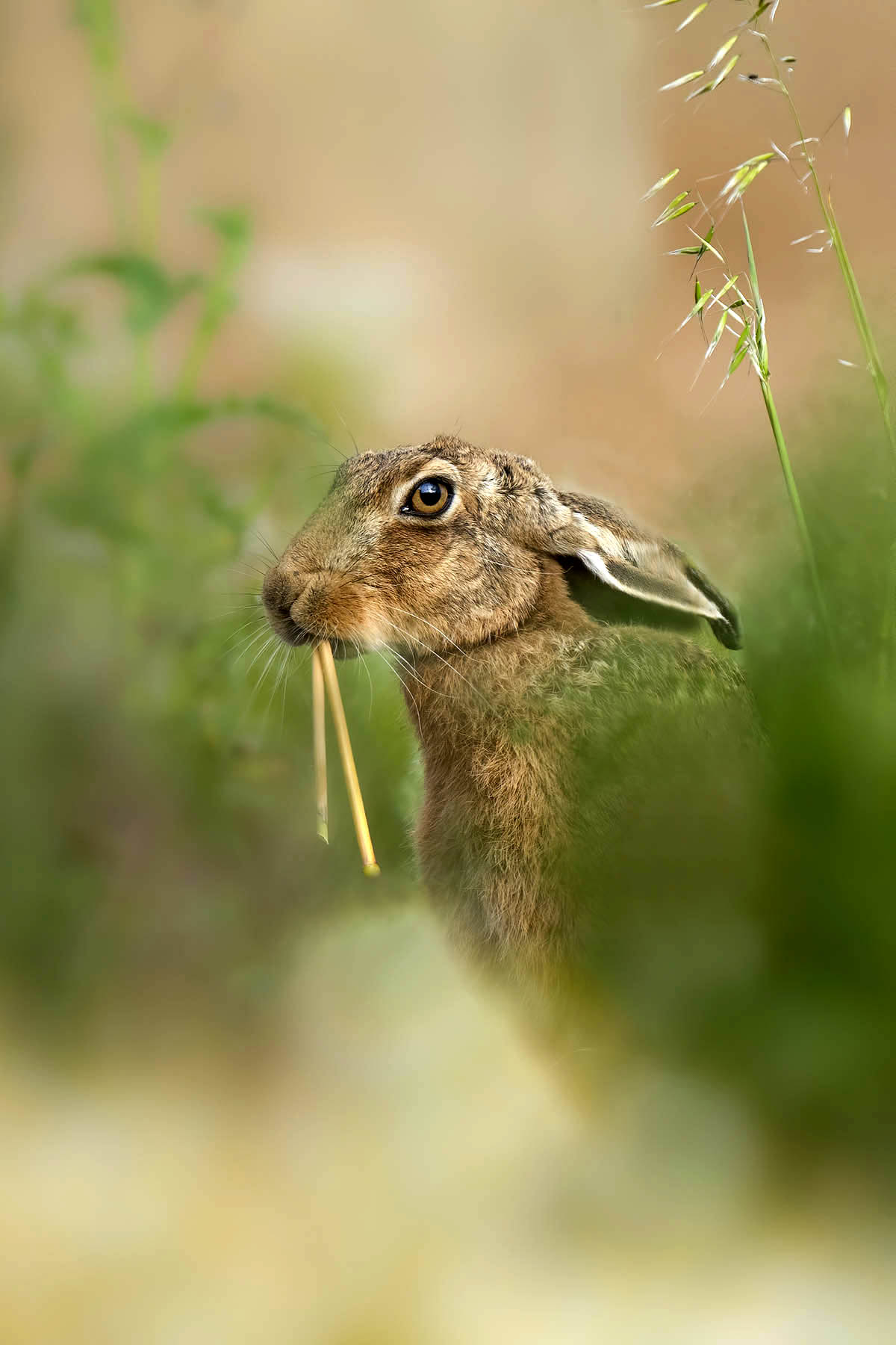 屏保限定|新年将至,福兔迎春|英国_新浪财经_新浪网