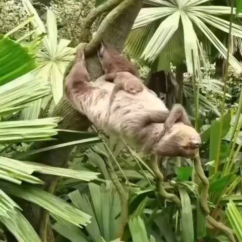 树獭的奇妙睡姿_新浪新闻