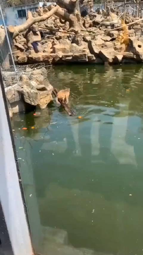 猴生三大苦:撑船打铁磨豆腐!_新浪新闻