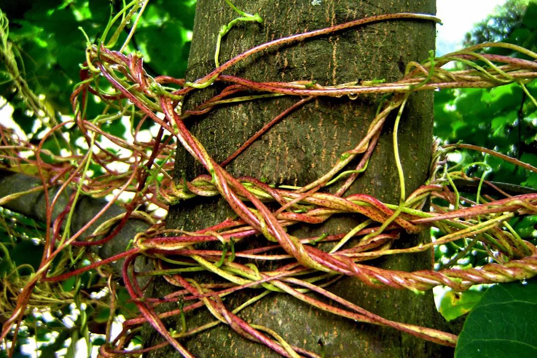 寄生植物菟丝子.图|ic photo