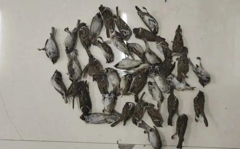 警方查获的麻雀死体.图源:黑龙江省垦区公安局红兴隆分局