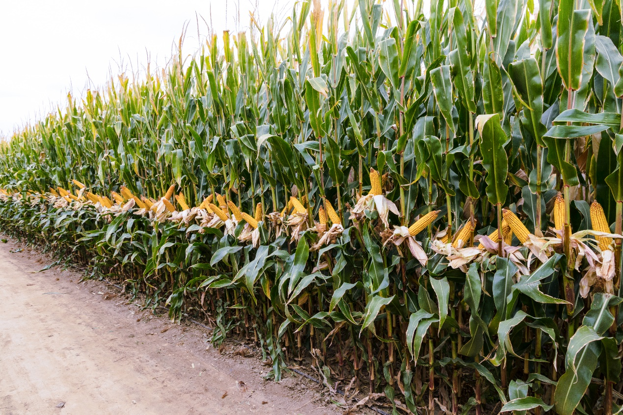 全国玉米高产纪录亩产166325公斤中国农科院供图
