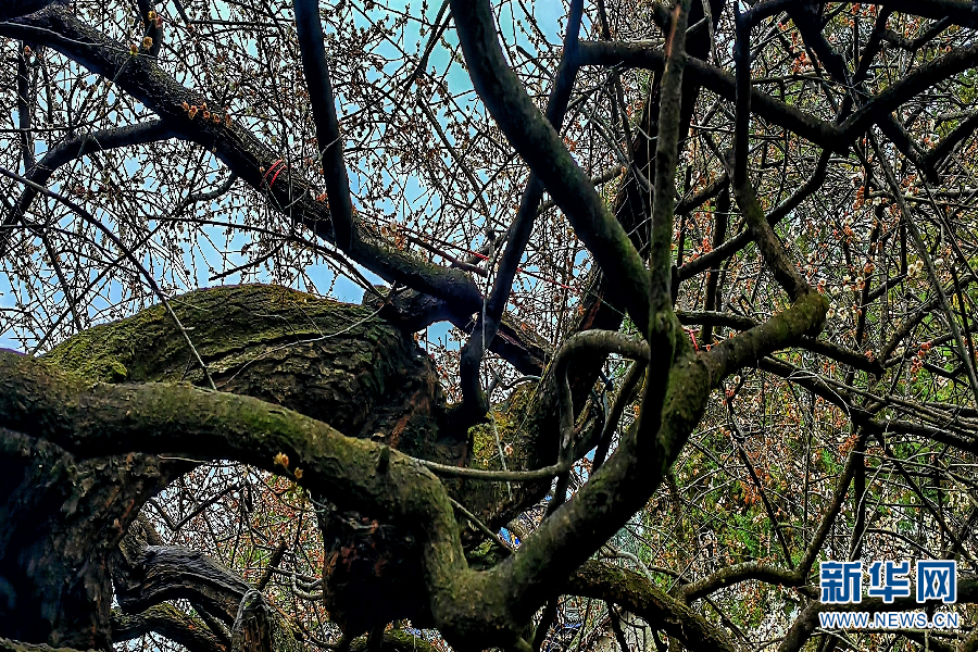 新华网发(杨艳玲 摄)永平:千年梅花傲霜开"处处古梅树,年年傲霜开.