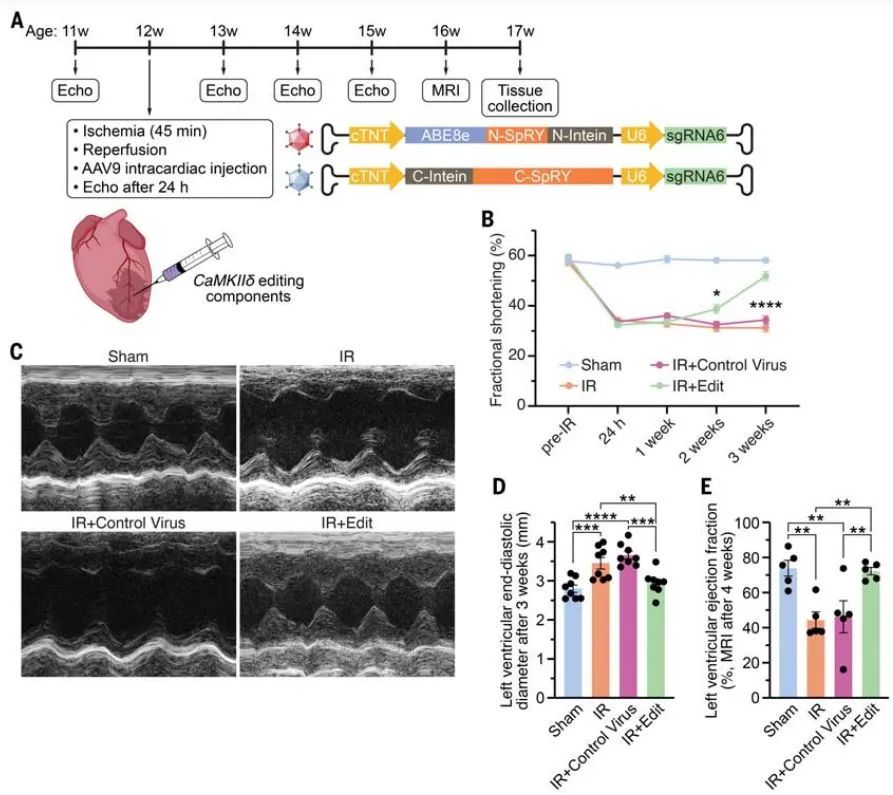 心肌缺血再灌注損傷模型小鼠接受基因編輯療法後得以改善心肌功能