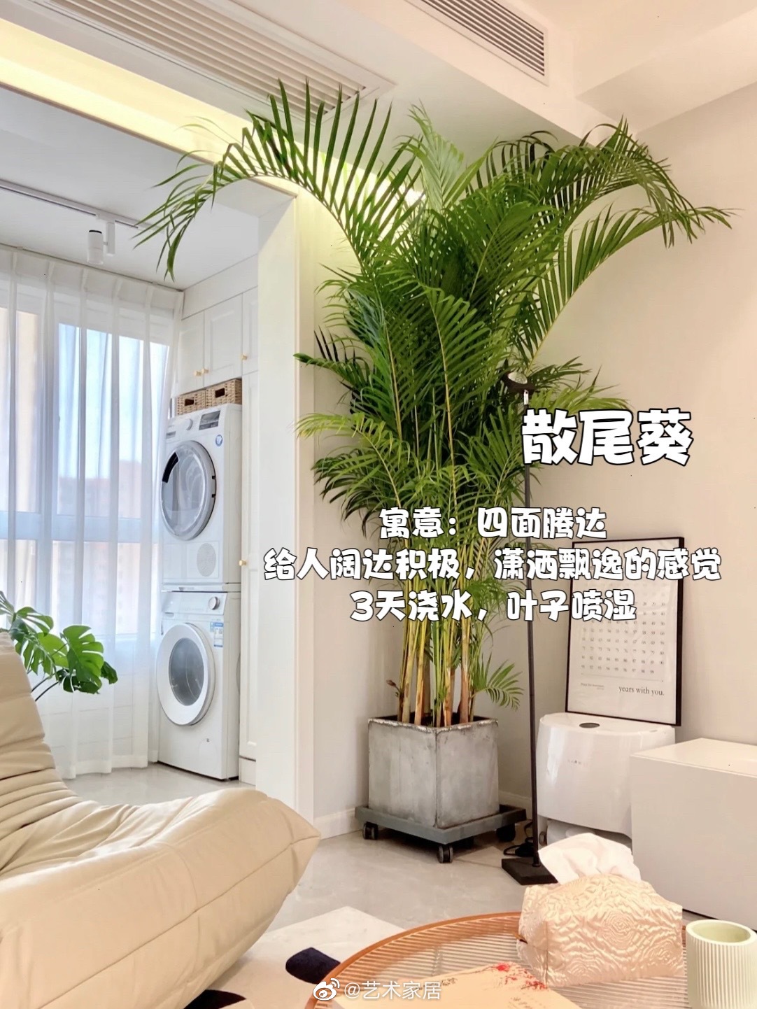 适合摆在客厅的大型绿植 赏心悦目且有美好的寓意